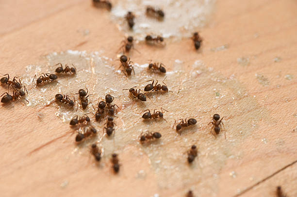 Best Cockroach Control Services  in Mason, TN