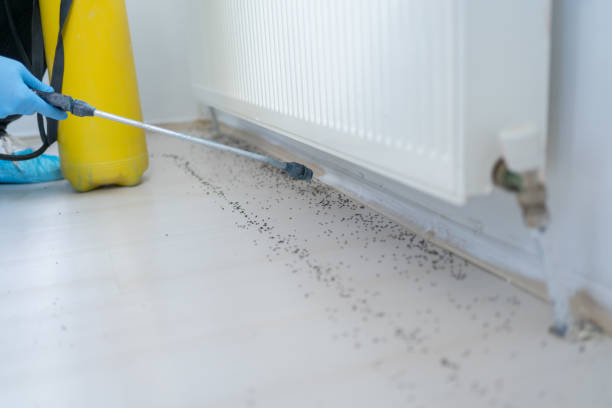 Trusted Mason, TN Pest Control Experts
